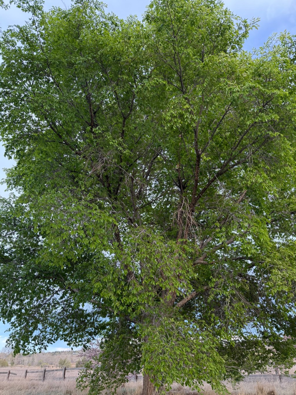 When Parts of You Stop&nbsp;Blooming